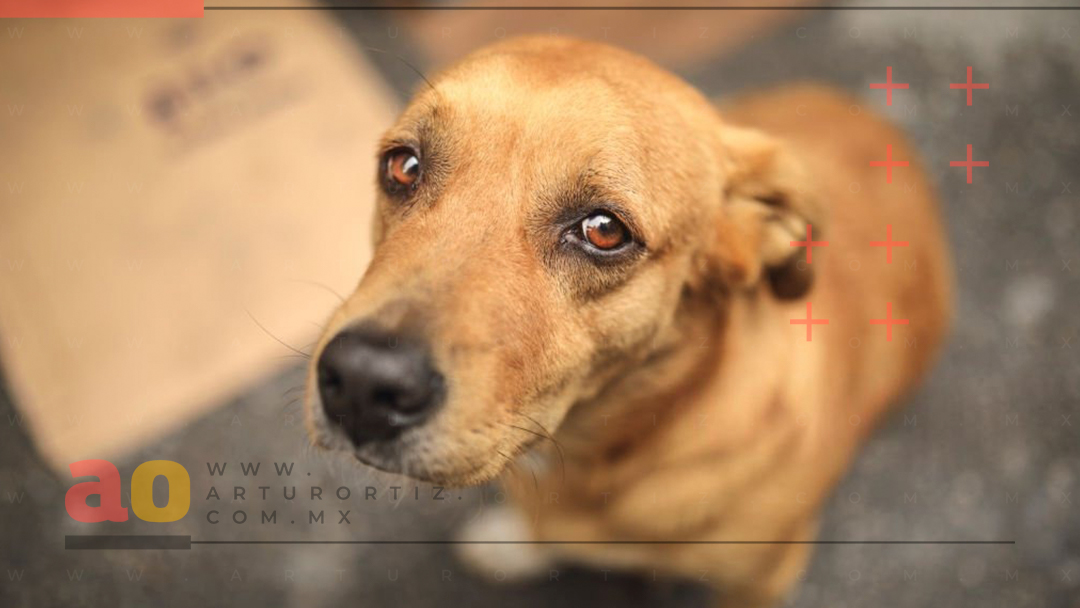 ¡NO SON JUGUETES! ADVIERTE FISCALÍA AMBIENTAL SOBRE MASCOTAS