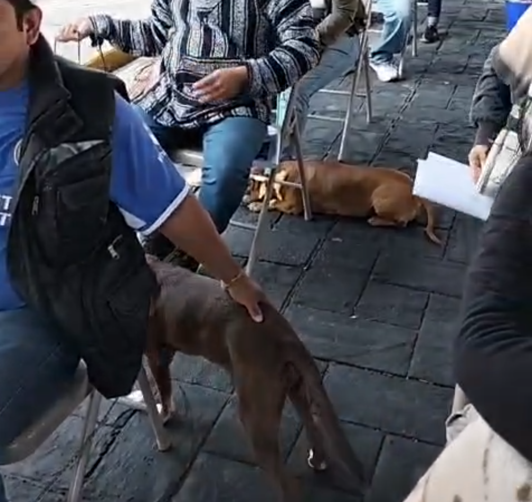 ALTA AFLUENCIA EN CAMPAÑA DE ESTERILIZACIÓN EN CUERNAVACA