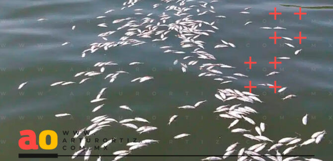 Vuelco Lago de Teques mueren peces
