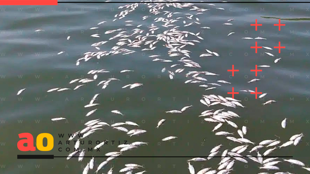 “VUELCO”, FENÓMENO NATURAL QUE MATA A CIENTOS DE PECES EN EL LAGO DE TEQUES