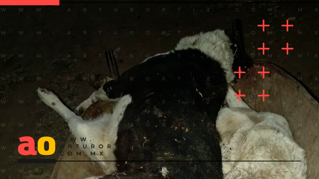 CRUELDAD ANIMAL EN YECAPIXTLA: DENUNCIAN ENVENENAMIENTO DE PERROS